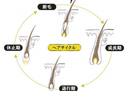 毛周期