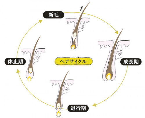 毛周期
